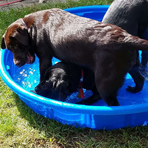 Tail Wagging Pet Sitting