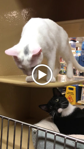 Pet Supply Store «PetSmart», reviews and photos, 9905 E Independence Blvd, Matthews, NC 28105, USA