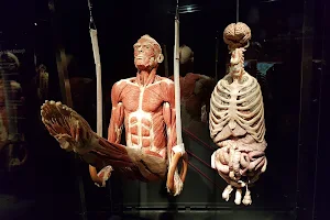 People Museum - The first museum of BODY WORLDS image