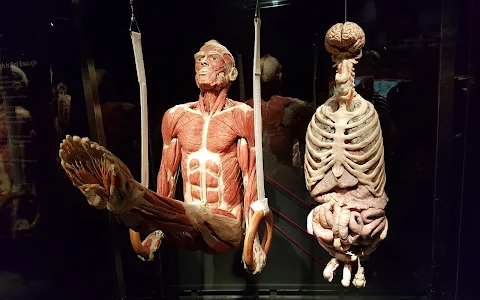 People Museum - The first museum of BODY WORLDS image