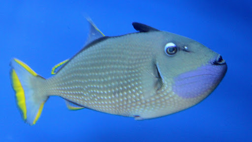 Tropical Fish Store «Living Reef Orlando», reviews and photos, 504 N Alafaya Trail #112, Orlando, FL 32828, USA