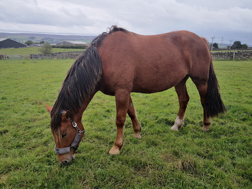 Aire View Equestrian Centre