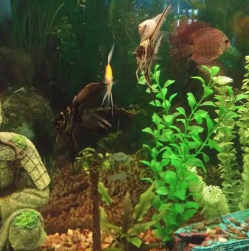Tropical Fish Store «Golden Fish Aquariums», reviews and photos, 7145 W Colfax Ave, Lakewood, CO 80214, USA