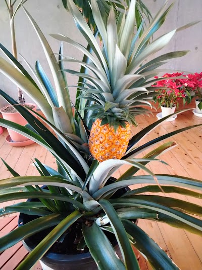 碓氷川熱帯植物園