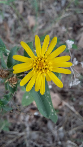 Park «Quanah Parker Park», reviews and photos, 5401 Randol Mill Rd, Fort Worth, TX 76103, USA