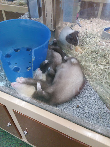 Pet Supply Store «Pet Supermarket», reviews and photos, 4100 N Wickham Rd #117, Melbourne, FL 32935, USA