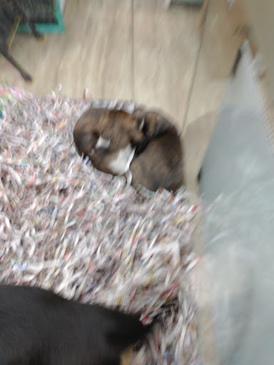 Pet Store «Animal House», reviews and photos, 7869 Hamilton Ave, Cincinnati, OH 45231, USA