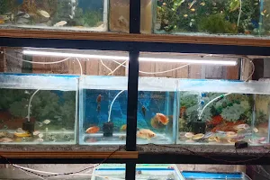 Fish Mania (Aquarium Shop & Pet Shop) image