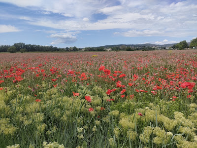 Jardin de fleurs naturel à Manosque
