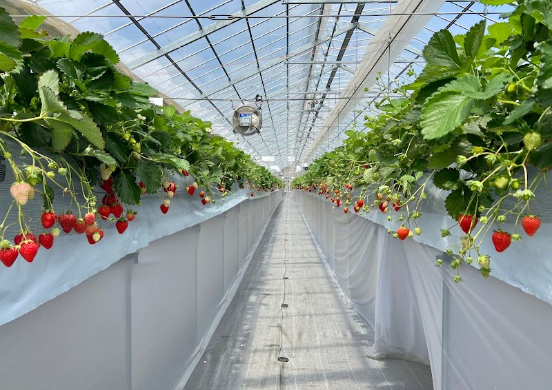 OBLADI strawberry farm