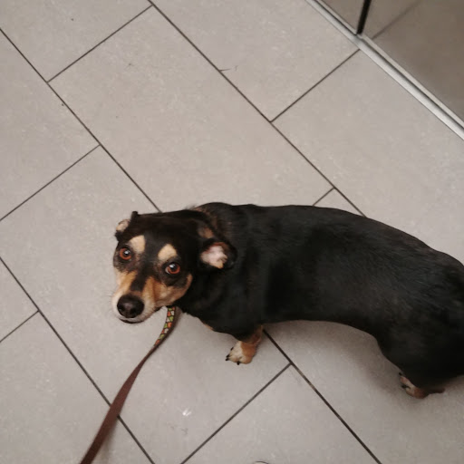 Pet Supply Store «Pet Evolution - Pet Food | Dog Wash | Grooming», reviews and photos, 429 Commerce Dr, Woodbury, MN 55125, USA