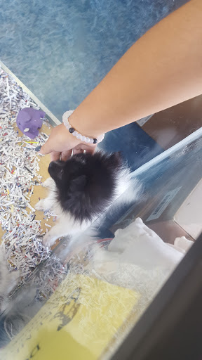 Pet Store «V.I. Pets», reviews and photos, 11975 E Lakewood Blvd, Holland, MI 49424, USA