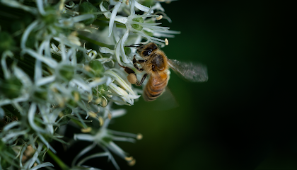 beelove.ch – Imkerei im Zürcher Unterland – Honig aus der Region Bülach