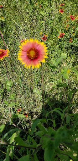 Gym «Carpenter Park Recreation Center», reviews and photos, 6701 Coit Rd, Plano, TX 75024, USA