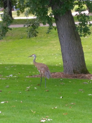 Golf Club «Glenway Golf Course», reviews and photos, 3747 Speedway Rd, Madison, WI 53705, USA