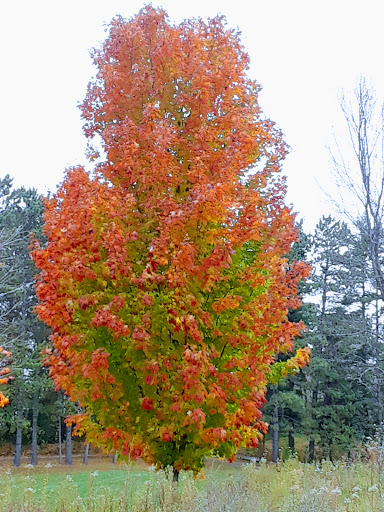 Golf Course «Inver Wood Golf Course», reviews and photos, 1850 70th St E, Inver Grove Heights, MN 55077, USA