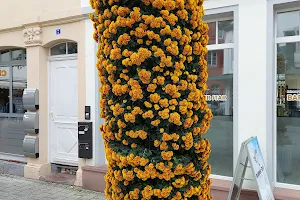 Chrysanthema Lahr image