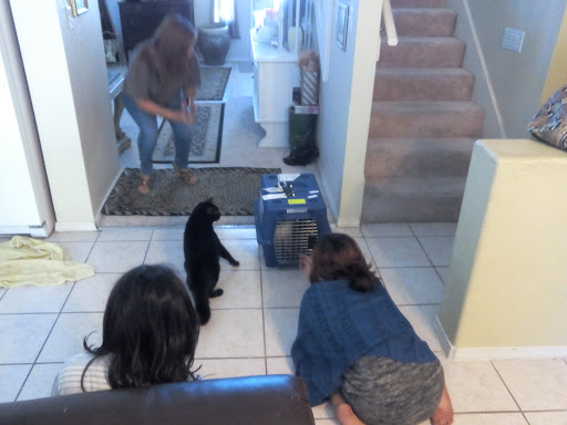 Animal Shelter «Humane Society of El Paso», reviews and photos