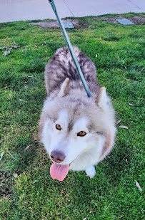 The Royal K9 Boarding, Daycare, and Training Center - Photo 8 - Car repair in Yorba Linda, CA, Anaheim