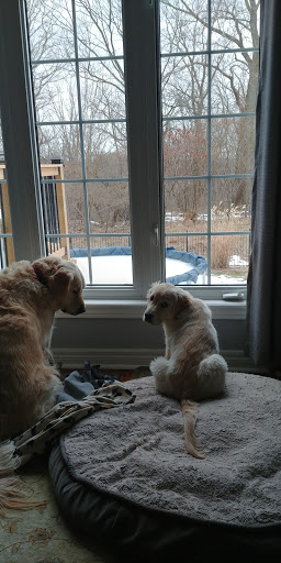 Scholl Animal Hospital image