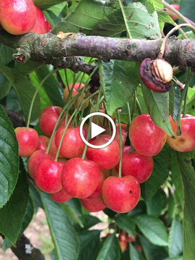 Produce Market «B&P Hitz Fruit Farm (Apples N Produce)», reviews and photos, 14070 Wilco Hwy NE, Woodburn, OR 97071, USA