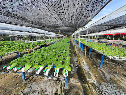 Kebun Hidroponik Abi Agro