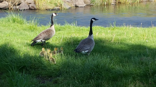 Public Golf Course «Ranch Hills Golf Course», reviews and photos, 26710 S Ranch Hills Rd, Mulino, OR 97042, USA