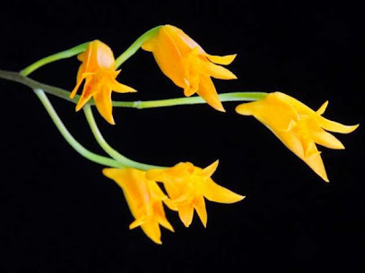 Orchidée - Reymond