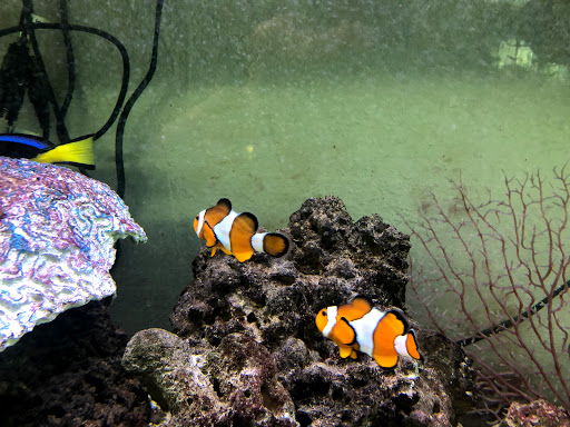 Tropical Fish Store «Tropical Treasures», reviews and photos, 2212 E Platte Ave, Colorado Springs, CO 80909, USA