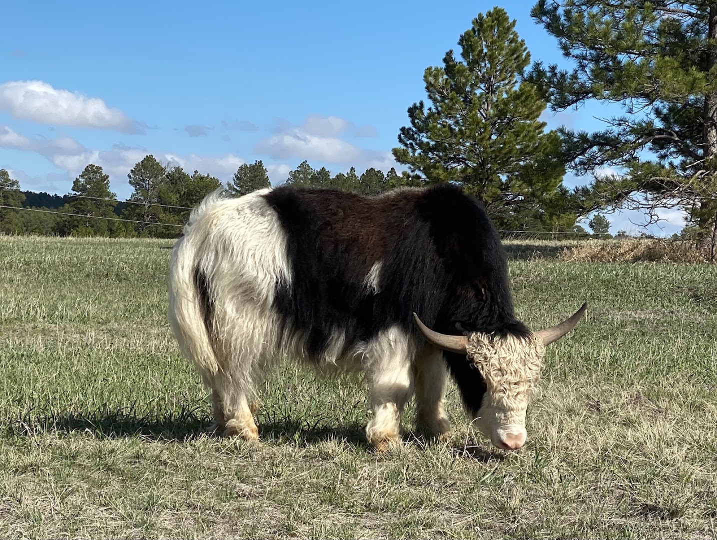 Shaggy Yak Ranch