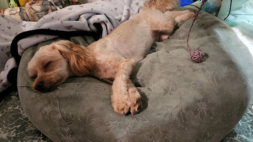 Pet Supply Store «PetSmart», reviews and photos, 1734 Old Fort Pkwy, Murfreesboro, TN 37129, USA