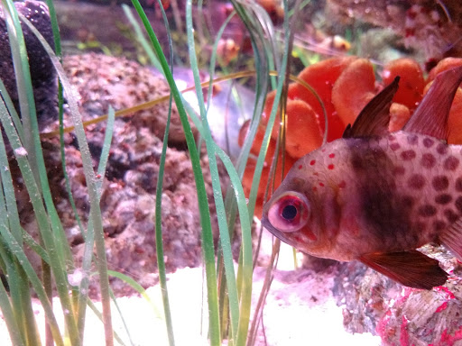 Aquarium «SEA LIFE Grapevine Aquarium», reviews and photos, 3000 Grapevine Mills Pkwy, Grapevine, TX 76051, USA