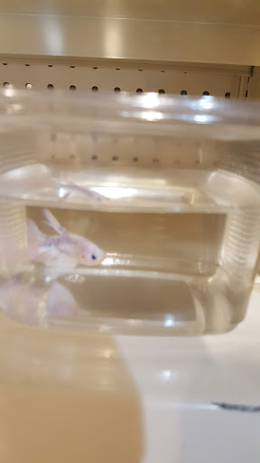 Pet Store «Pet Kingdom», reviews and photos, 4650 S Cleveland Ave, Fort Myers, FL 33907, USA