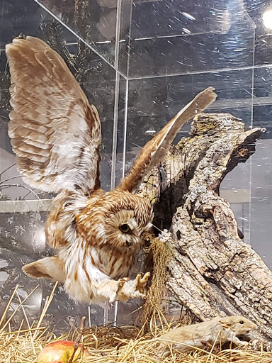 Natural History Museum «George B. Dorr Museum of Natural History», reviews and photos, 105 Eden St, Bar Harbor, ME 04609, USA