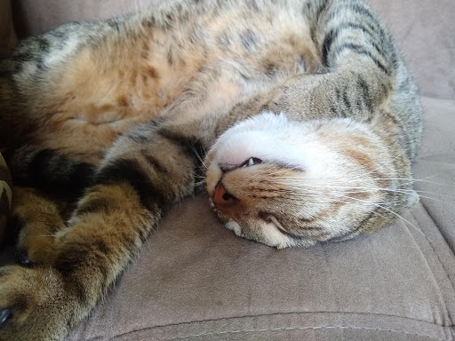 Pet Supply Store «PetSmart», reviews and photos, 482 Stillwater Ave Ste 2A, Bangor, ME 04401, USA