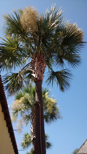 Museum «Spanish Military Hospital Museum», reviews and photos, 3 Aviles St, St Augustine, FL 32084, USA