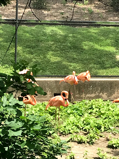 Zoo «Simmons Aviary», reviews and photos, 3701 S 10th St, Omaha, NE 68107, USA