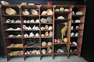 Nova Shell Museum image