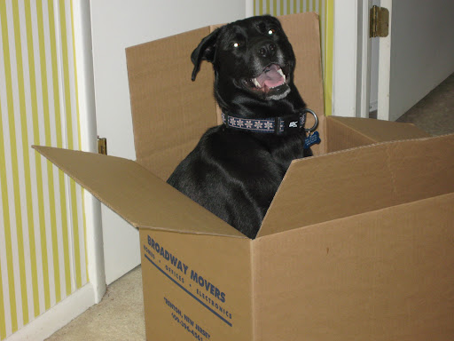 Moving and Storage Service «Broadway Specialized Transportation Services Inc.», reviews and photos, 130 Durand Ave, Trenton, NJ 08611, USA