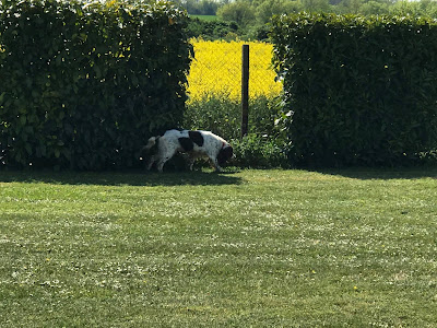 Animal Or à Mairé-Lévescault