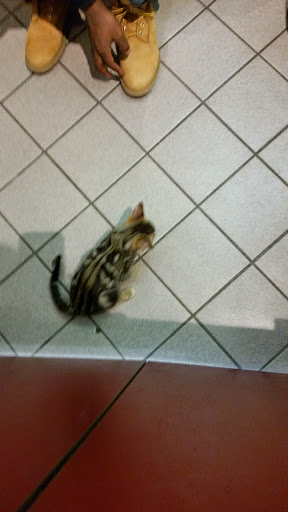 Pet Store «Petland», reviews and photos, 2123 Old Hudson Rd, St Paul, MN 55119, USA