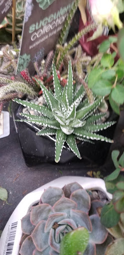 Grocery Store «Grocery Outlet Bargain Market», reviews and photos, 845 Harbor Blvd, West Sacramento, CA 95691, USA