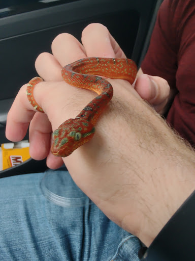 Reptile Store «Reptile Pets Direct», reviews and photos, 8088 Pat Booker Rd, Live Oak, TX 78233, USA