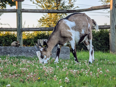 Ferme de la Biquetière à Livarot-Pays-d'Auge