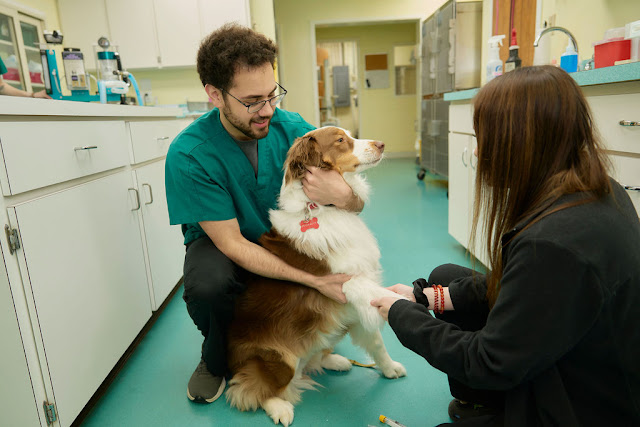 Spotsylvania Animal Hospital