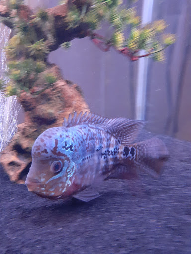 Pet Supply Store «Pet Supplies Plus», reviews and photos, 1810 Declaration Dr, Independence, KY 41051, USA