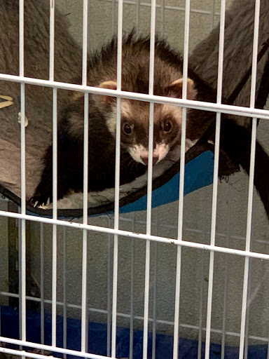 Pet Store «Petland Discounts - Derby», reviews and photos, 49 State Rte 727 # 12, Derby, CT 06418, USA