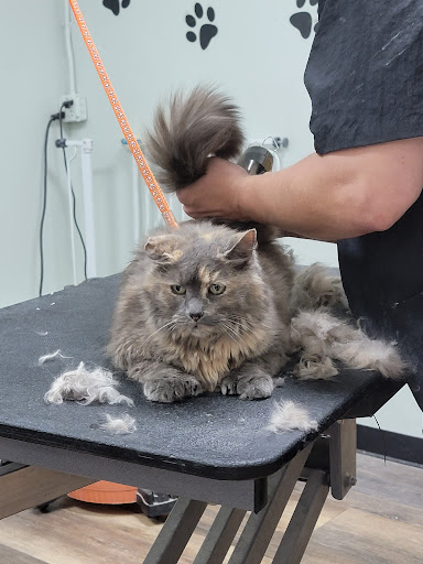 Pet Supply Store «Healthy Pet Center», reviews and photos, 237 N Greenbush Rd, Troy, NY 12180, USA