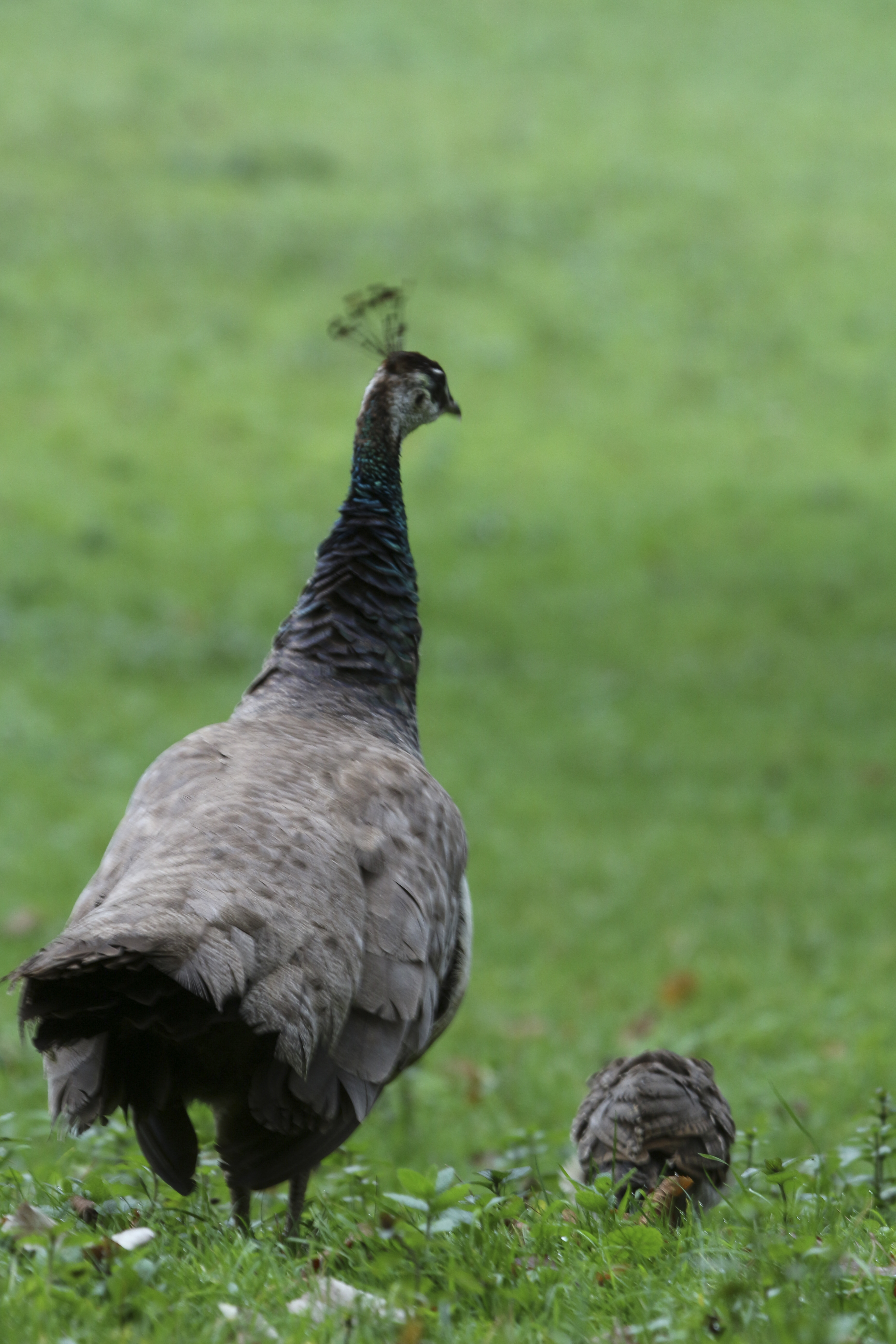 Photo n° 31 de l'avis de Laurent. fait le 05/08/2022 à 12:06