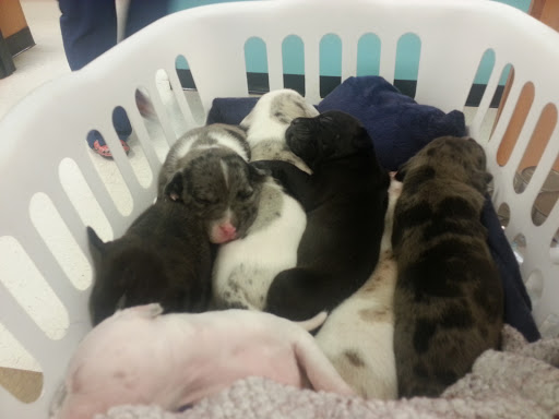 Pet Supply Store «PetSmart», reviews and photos, 3 McKenna Rd, Arden, NC 28704, USA